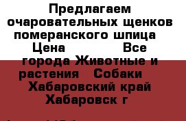 Предлагаем очаровательных щенков померанского шпица › Цена ­ 15 000 - Все города Животные и растения » Собаки   . Хабаровский край,Хабаровск г.